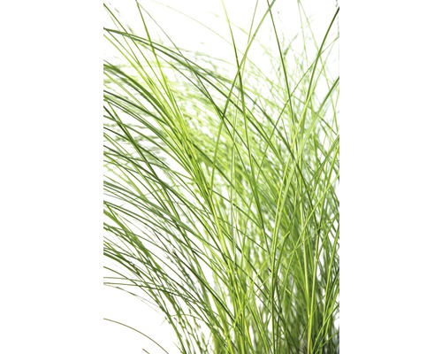 Feinhalm Chinaschilf FloraSelf Miscanthus sinensis 'Gracillimus' H 20-100 cm Co 6 L Detailaufnahme von Ziergras