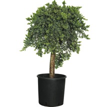 Kugelwacholder in einem Topf