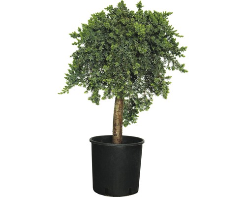 Wacholder FloraSelf Juniperus conferta 'Blue Pacific' Stämmchen H 40-60 cm Co 12 L