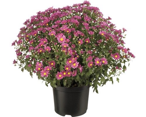 Chrysantheme im Topf mit violetten Blüten