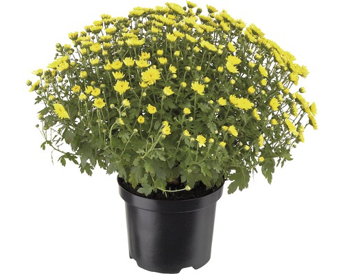 Gelbe Chrysantheme im Topf