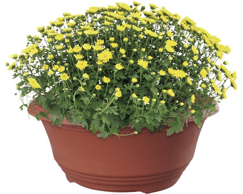 Gelbe Chrysanthemen im Pflanzgefäß