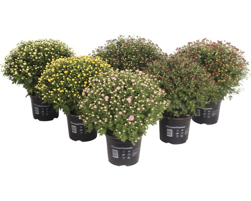 Verschiedenfarbige Chrysanthemen im Topf
