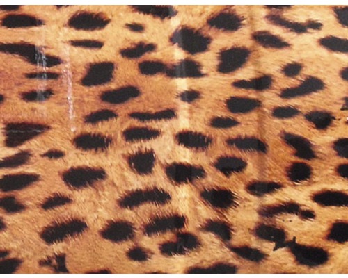 Wassertransferdruck Folie Gepard braun CD-87 100 x 50 cm Leopardenmuster Stoff