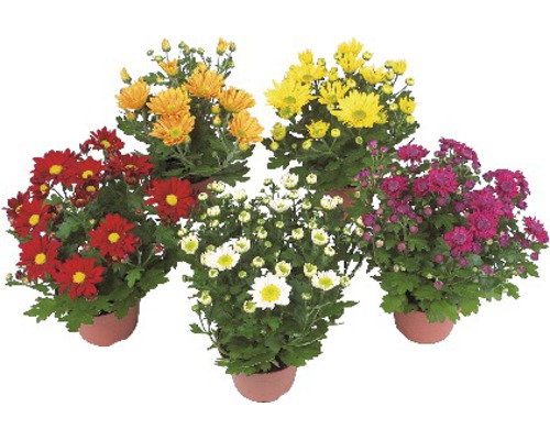 Chrysantheme FloraSelf Chrysanthemum indicum Ø 9 cm Topf Chrysantheme FloraSelf Chrysanthemum indicum Ø 9 cm Topf