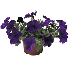 Hängepetunie FloraSelf Petunia x atkinsiana Ø 10,5 cm Topf