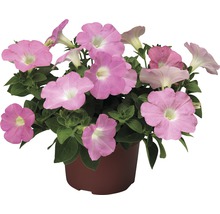 Hängepetunie FloraSelf Petunia x atkinsiana Ø 10,5 cm Topf