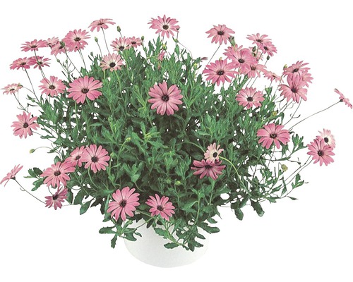 Kapkörbchen FloraSelf Osteospermum H 40-60 Ø 18 cm