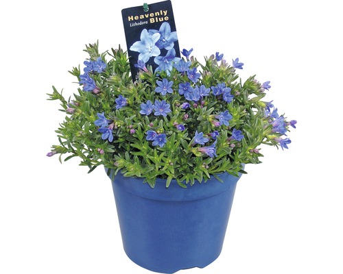 Steinsame FloraSelf Lithodora diffusa 'Heavenly Blue' Co 1,5 L-0