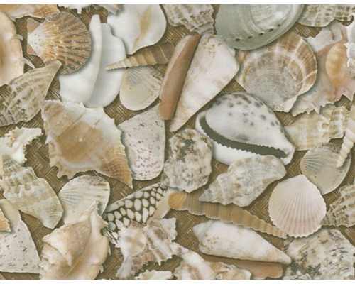 Wassertransferdruck Folie Muscheln CD-185 100 x 50 cm Nahaufnahme einer Tapete mit Muschelmuster