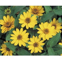 <p>Zinnie FloraSelf Zinnia elegans Ø 12 cm Topf verschiedene Sorten</p>