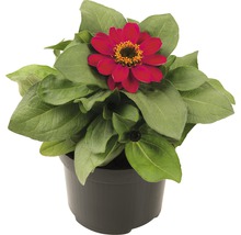 <p>Zinnie FloraSelf Zinnia elegans Ø 12 cm Topf verschiedene Sorten</p>