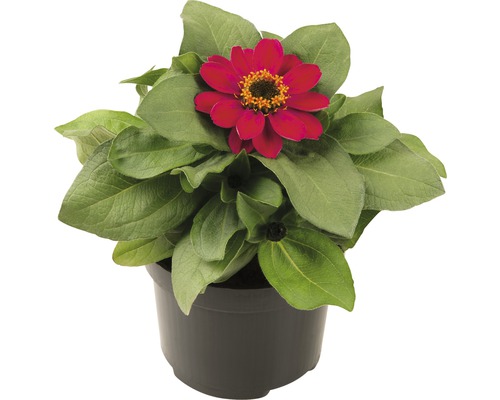 <p>Zinnie FloraSelf Zinnia elegans Ø 12 cm Topf verschiedene Sorten</p>