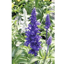 Blauer und weißer Salbei im Garten.