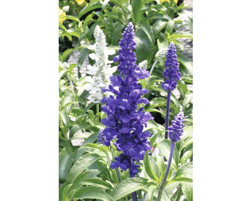 Blauer und weißer Salbei im Garten.