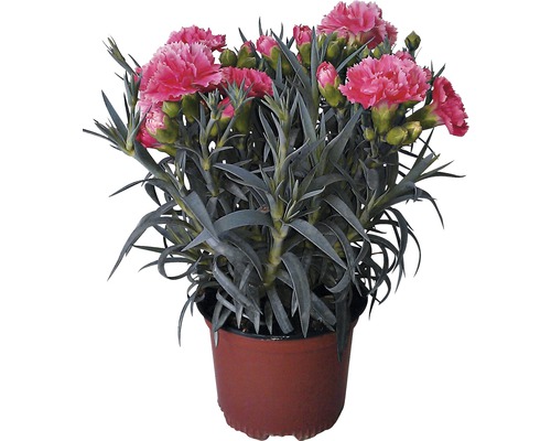 Nelke Mix FloraSelf Dianthus caryophyllus 'Super Trooper' H 15-18 cm Ø 10,5 cm Topf zufällige Sortenauswahl