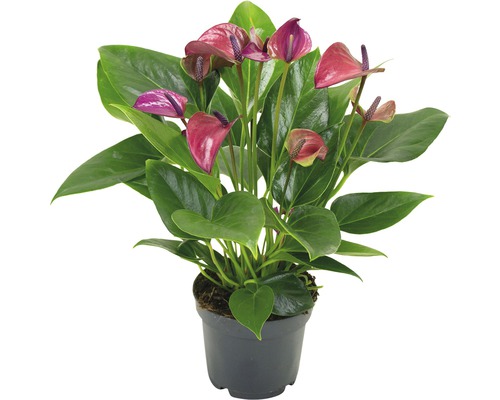Anthurium im Topf mit grünen Blättern und bunten Blüten