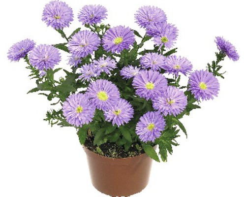 Glattblatt Aster Mix FloraSelf Aster novi-belgii Ø 12 cm Topf zufällige Sortenauswahl Topf mit lila Asterblüten