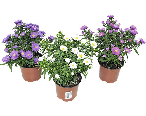 Drei Astern in Töpfen mit lila und weißen Blüten