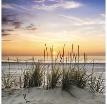 Strandhafer auf Sanddüne bei Sonnenuntergang