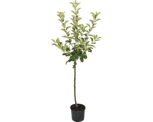 Apfelbaum im Topf