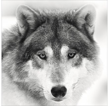 Nahaufnahme eines Wolfsgesichts