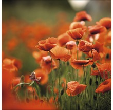 Glasbild Orange Poppies I 20x20 cm GLA1267
