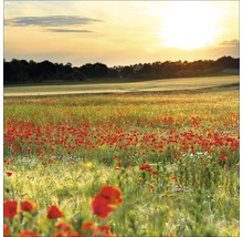 Glasbild Poppyfield 50x50 cm GLA1269