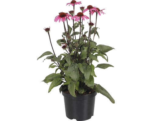 Sonnenhut FloraSelf Echinacea ‘Awake' Co 3 L