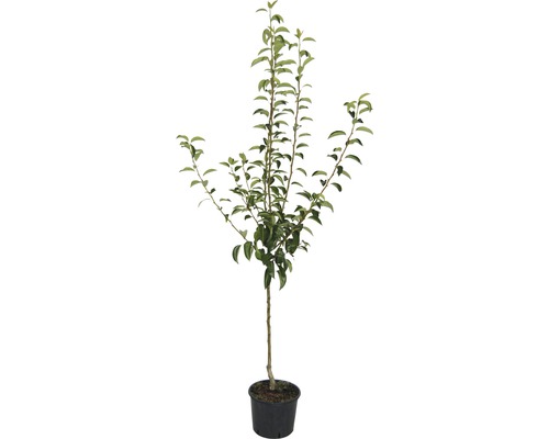 Junger Obstbaum im Topf