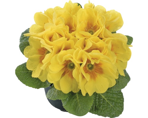 Gartenprimel FloraSelf Primula acaulis Ø 9 cm Topf zufällige Sortenauswahl