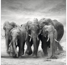 Glasbild Elephant Family 80x80 cm GLA1352