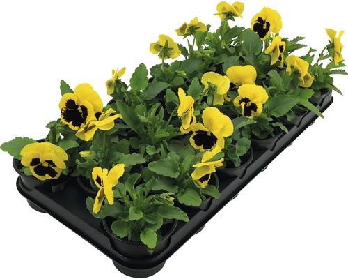 Gelbe Hornveilchen in Anzuchtplatte