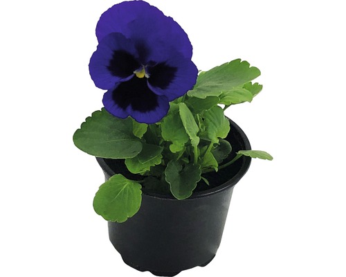 Blauer Stiefmütterchen in einem Topf