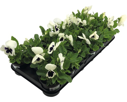 Schale mit weißen Hornveilchen für den Außenbereich