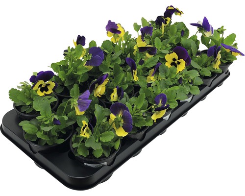 Veilchen im Anzuchttopf auf einer Anzuchtplatte