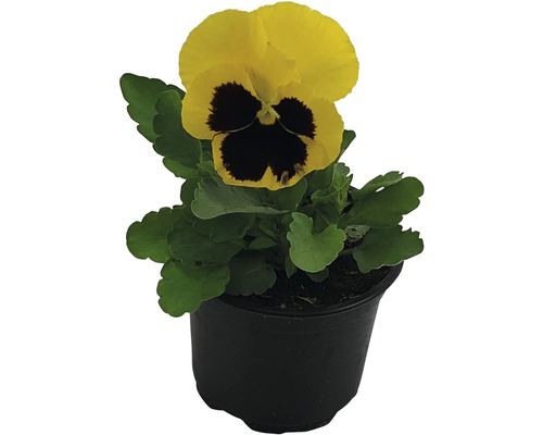 Stiefmütterchen Viola wittrockiana Ø 9 cm Topf zufällige Sortenauswahl Stiefmütterchen Viola wittrockiana Ø 9 cm Topf zufällige Sortenauswahl