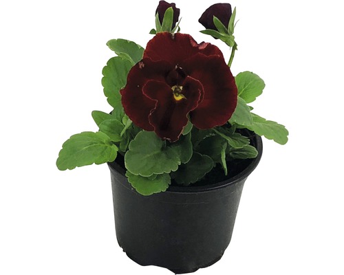 Hornveilchen im Topf mit dunkelroten Blüten