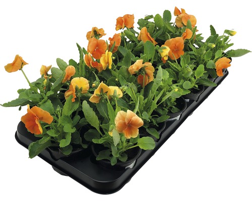 Hornveilchen in einer Anzuchtplatte