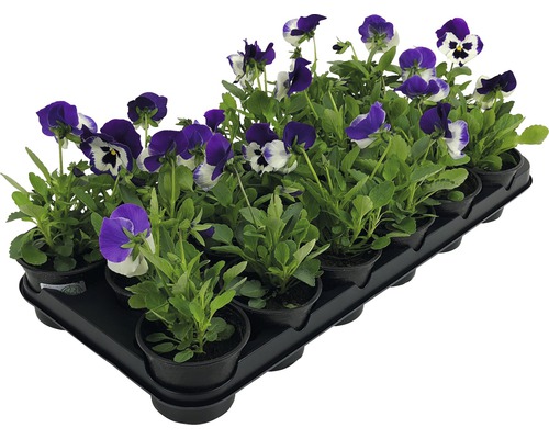 Stiefmütterchen in einem Anzuchtbehälter