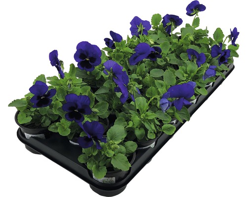 Tragetablett mit Veilchenblumen