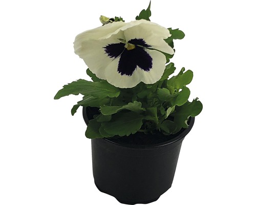 Hornveilchen im Topf