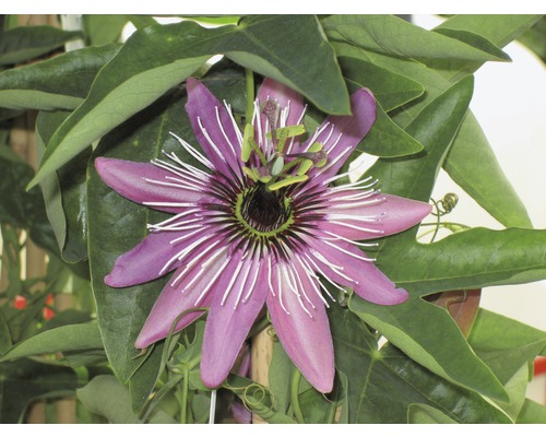 Nahaufnahme einer Passionsblume mit Blättern