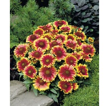 Kokardenblume, Malerblume FloraSelf Gaillardia aristata 'Kobold' Co 3 L