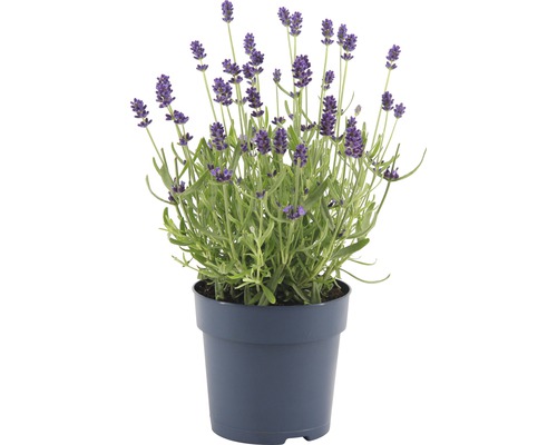 Lavendel FloraSelf Lavandula angustifolia 'Felice' H 15-20 cm Ø 12 cm Topf
