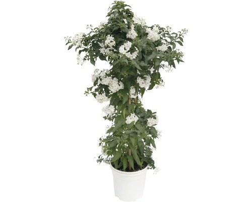 Jasminblütiger Nachtschatten FloraSelf Solanum jasminoides 14er Topf Pyramide Duftjasmin Spalier im Topf mit weißen Blüten und grünen Blättern