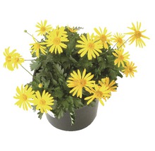 Strauchmargerite in einem Topf