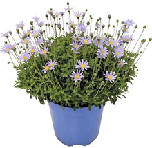 Strauchaster im blauen Topf