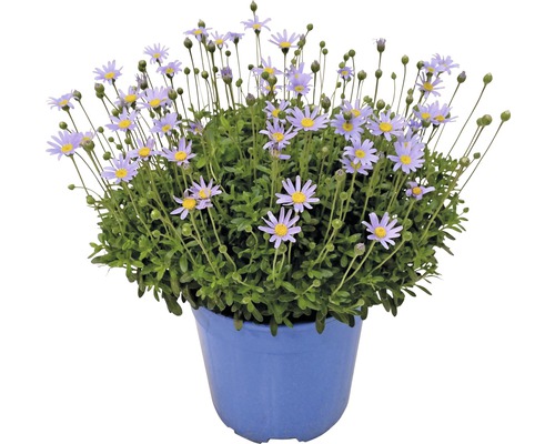 Strauchaster im blauen Topf