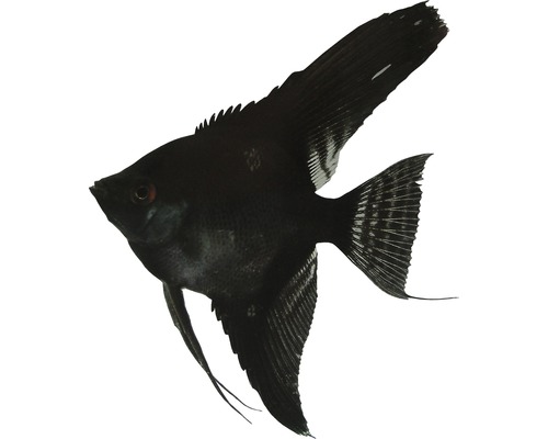 Fisch Gemischte Skalar groß - Pterophyllum skalare